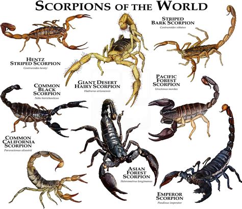 To farm scorpions, you may need to travel to a few different Nook mystery islands. . Scorpion timer new world